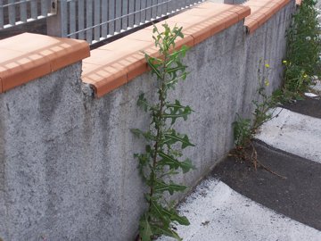 Lactuca cfr. serriola con parassita